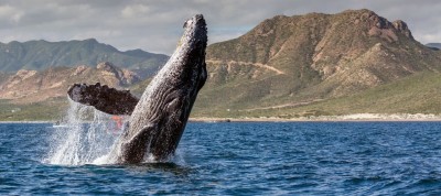 Активность биткоин-китов слабеет с середины марта